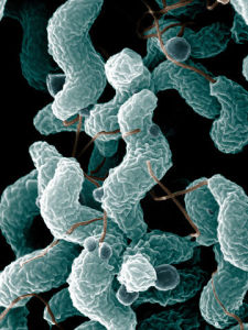 Campylobacter_jejuni